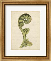 Small Fiddlehead Ferns I (U) Fine Art Print