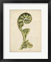 Small Fiddlehead Ferns I (U) Fine Art Print
