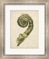 Small Fiddlehead Ferns II (U) Fine Art Print
