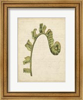 Small Fiddlehead Ferns III (U) Fine Art Print