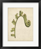 Small Fiddlehead Ferns III (U) Fine Art Print