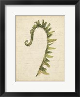Small Fiddlehead Ferns IV (U) Fine Art Print