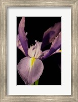 Small Sweet Iris I (U) Fine Art Print