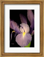 Small Sweet Iris II (U) Fine Art Print