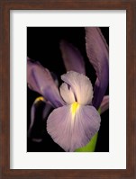 Small Sweet Iris II (U) Fine Art Print