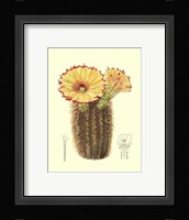 Flowering Cactus I Fine Art Print