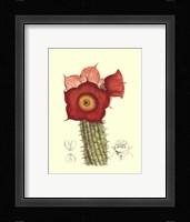 Flowering Cactus II Fine Art Print