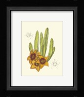 Flowering Cactus III Fine Art Print