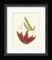 Flowering Cactus IV Fine Art Print