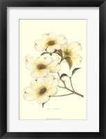 Dogwood Fine Art Print