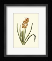 Antique Hyacinth VIII Fine Art Print