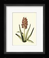 Antique Hyacinth XVI Fine Art Print