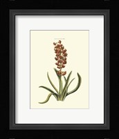 Antique Hyacinth VII Fine Art Print