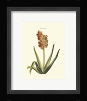 Antique Hyacinth XV Fine Art Print