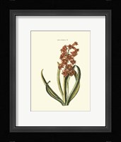 Antique Hyacinth V Fine Art Print