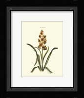 Antique Hyacinth IX Fine Art Print