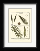 Fern Classification I Fine Art Print