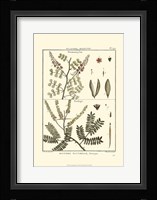 Fern Classification II Fine Art Print
