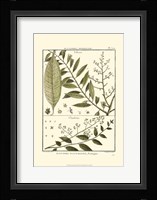Fern Classification III Fine Art Print
