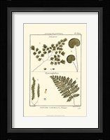 Fern Classification IV Fine Art Print