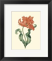 Tulipa VI Fine Art Print