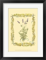 Lavender Fine Art Print