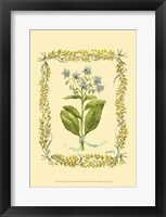 Borage Fine Art Print