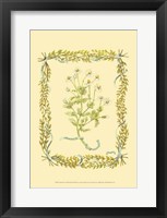 Chamomile Fine Art Print