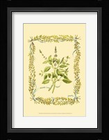 Basil Fine Art Print