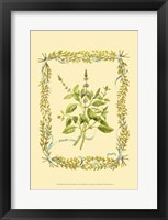 Basil Fine Art Print