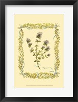 Thyme Fine Art Print