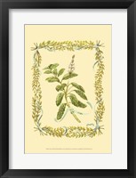 Sage Fine Art Print