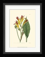 Antique Canna I Fine Art Print