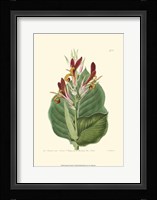Antique Canna II Fine Art Print