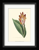 Antique Canna III Fine Art Print