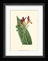 Antique Canna IV Fine Art Print