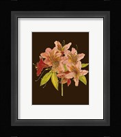 Crimson Blooms II Fine Art Print