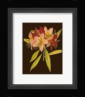 Crimson Blooms III Fine Art Print