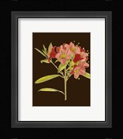 Crimson Blooms IV Fine Art Print