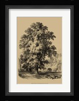 The Elm Tree Fine Art Print