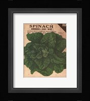 Heirloom Variety VI Framed Print