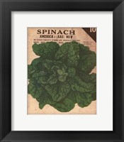 Heirloom Variety VI Fine Art Print