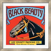 Black Beauty Fine Art Print