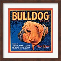 Bull Dog Fine Art Print