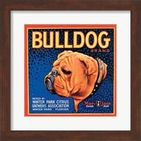 Bull Dog Fine Art Print