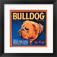 Bull Dog Fine Art Print