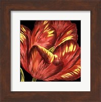 Mini Transitional Tulip I Fine Art Print