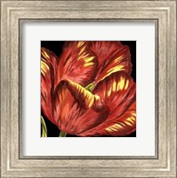 Mini Transitional Tulip I Fine Art Print