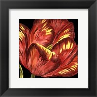 Mini Transitional Tulip I Fine Art Print