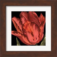 Mini Transitional Tulip II Fine Art Print